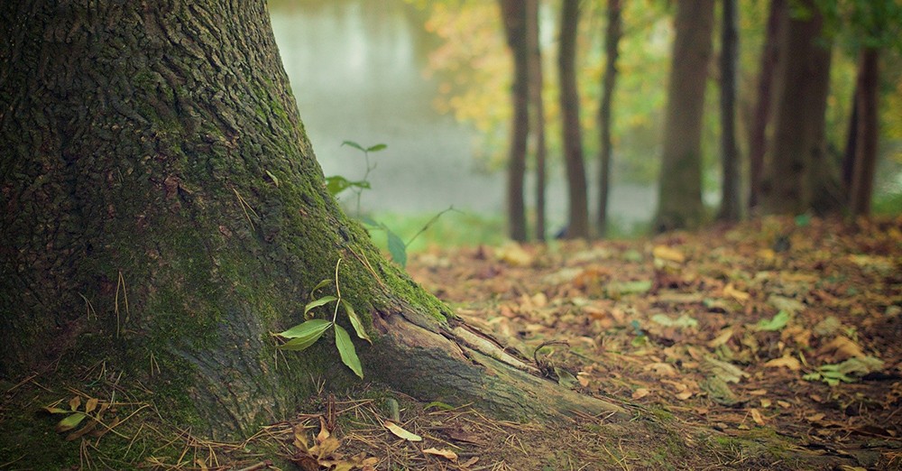 Chêne massif naturel provenant de forêts françaises gérées responsablement